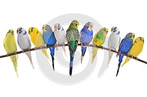 Budgerigars australian parakeets photo