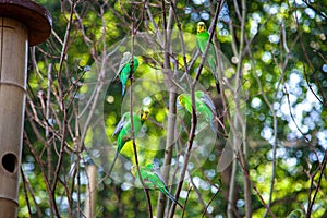 Budgerigars on the branches in zoo