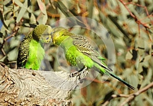 Budgerigars
