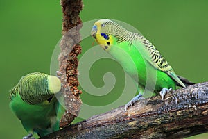 Budgerigars