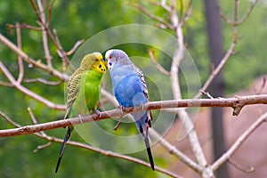 Budgerigars in different colors