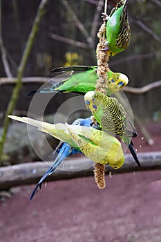 Budgerigars  enjoy millet food