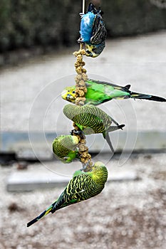 Budgerigars  enjoy proso millet food