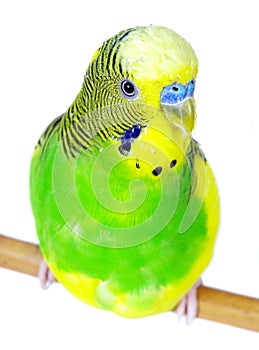 Budgerigars isolated on white background. wavy parrot close up.