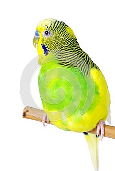Budgerigars isolated on white background. wavy parrot close up.