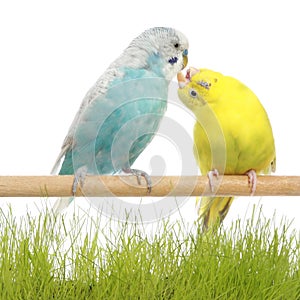 Budgerigars kiss