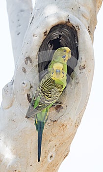 Budgerigars at nest, in north Queensland