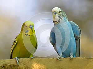 Budgerigars perched