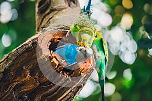 Budgerigars sitting in the nest