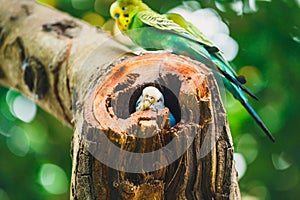 Budgerigars sitting in the nest