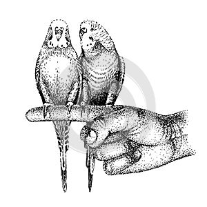 Budgerigarses sits on human hand. Two common, shell parakeets. Hand-drawn sketch of budgies. Cute wavy parrots in love