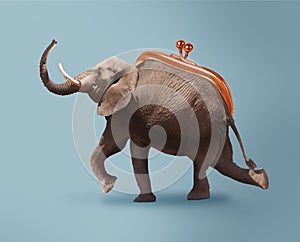 Budget safari - happy elephant and wallet concept