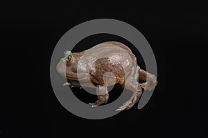 Budgett's frog runs. Funny amphibian on black background, side view. Exotic pet in studio. Lepidobatrachus laevis