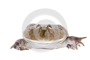 The Budgett's or hippo frog, Lepidobatrachus laevis, on white