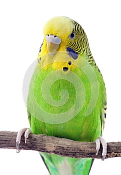 Budgie