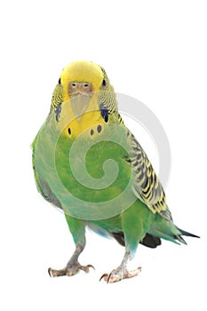 Budgie