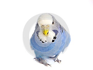 Budgie