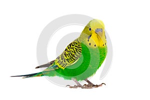 Budgie