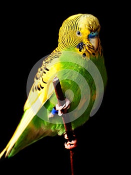 Budgie bird