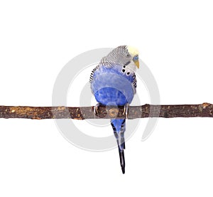 Budgie blue, isolated on white background. Budgerigar in full growth