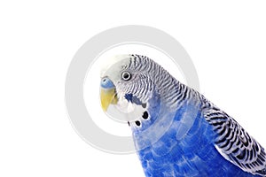 Budgie blue, isolated on white background. Budgerigar in full growth