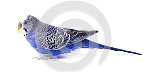 Budgie blue, on white background. Budgerigar in full growth