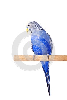 Budgie blue, on white background. Budgerigar in full growth