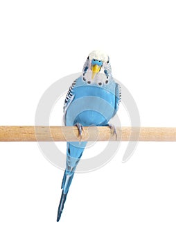 Budgie blue, on white background. Budgerigar in full growth