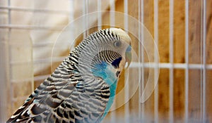 Budgie. blue and white parakeet enclosed in its cage