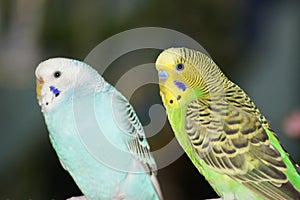 Budgie buddies.