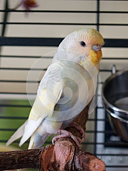 Budgie, Budgerigar in a cage