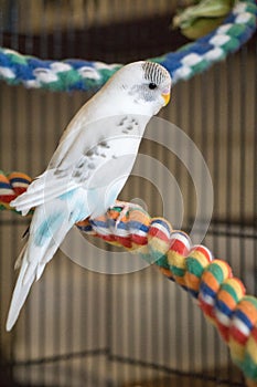 Budgie on colorful rope perch