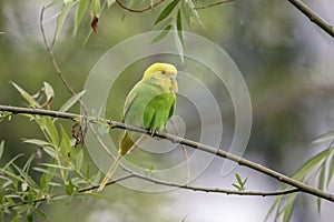 Budgie fancy parakeet out in the wild