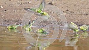 budgie flock drinking from a the hugh river at redbank waterhole