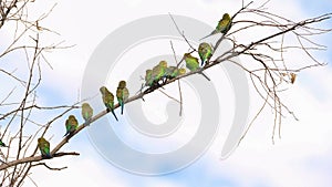 a budgie flock in a tree at redbank waterhole