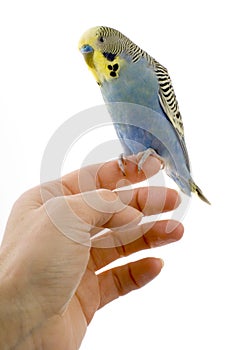 Budgie on a hand