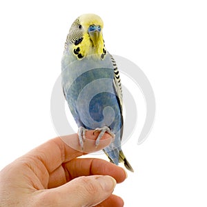 Budgie on a hand