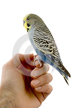 Budgie on a hand