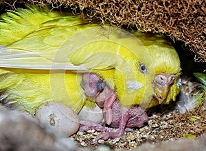 Budgie Hen