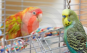 Budgie and lovebird parrots.