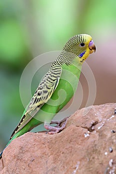 Budgie melopsittacus undulata