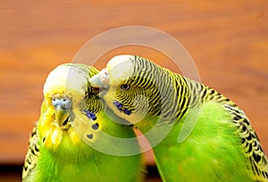 Budgie pair