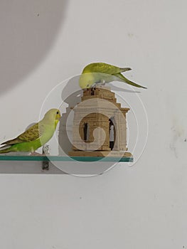 Budgie pair on replica of gate of india