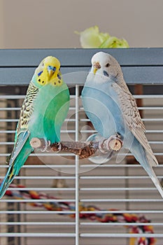 Budgie pair is sitting in front of the cage