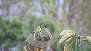 Budgie parrot nature tree