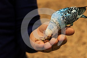 Budgie parrot is sitting on the hand and eating