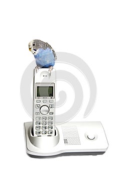 Budgie on the phone