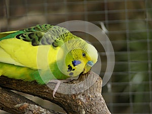 Budgie scratching Melopsittacus undulatus