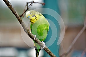 Budgie sitting on a branch crooking head