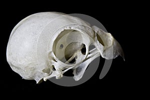 Budgie Skull on Black Background